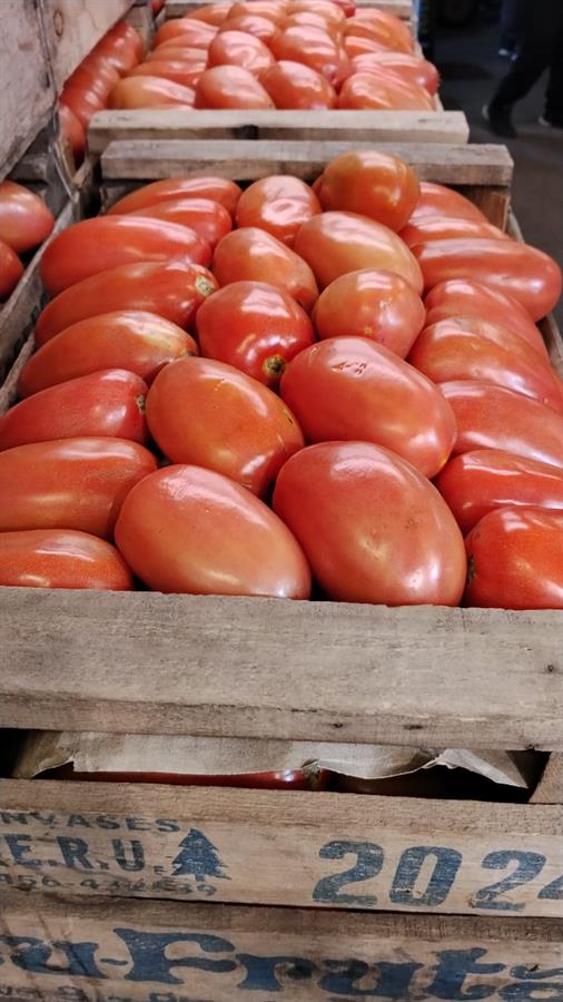tomate perita grande x 16 kg